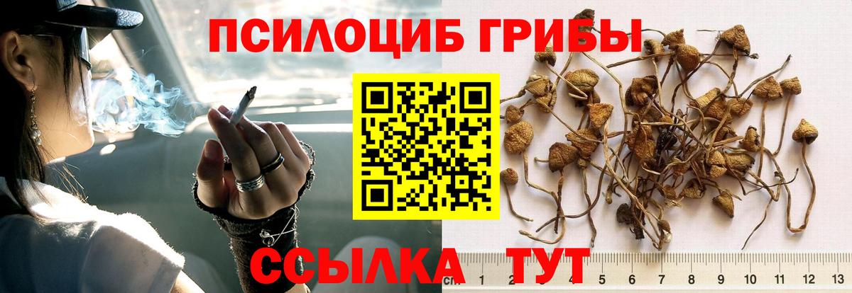 Галлюциногенные грибы Psilocybe Бердск